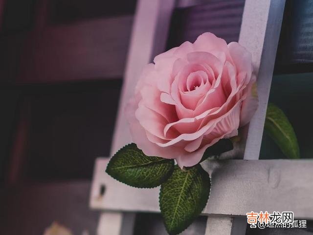 或许 一个男人,真心的爱着你,必定会在细节中记住你的喜好