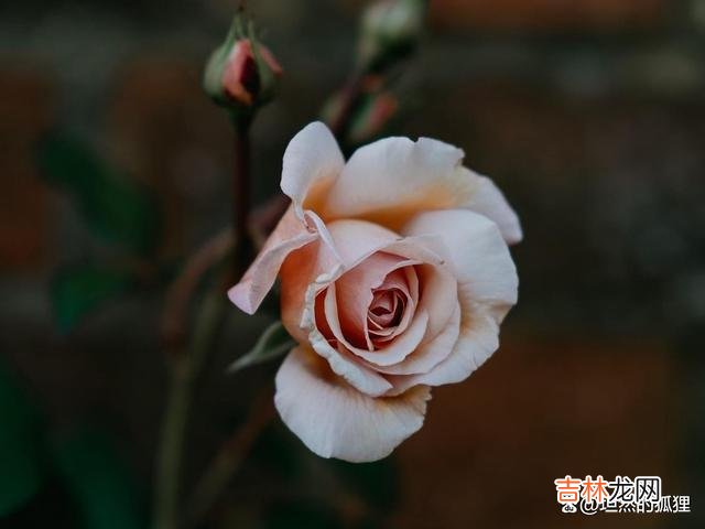 或许 一个男人,真心的爱着你,必定会在细节中记住你的喜好