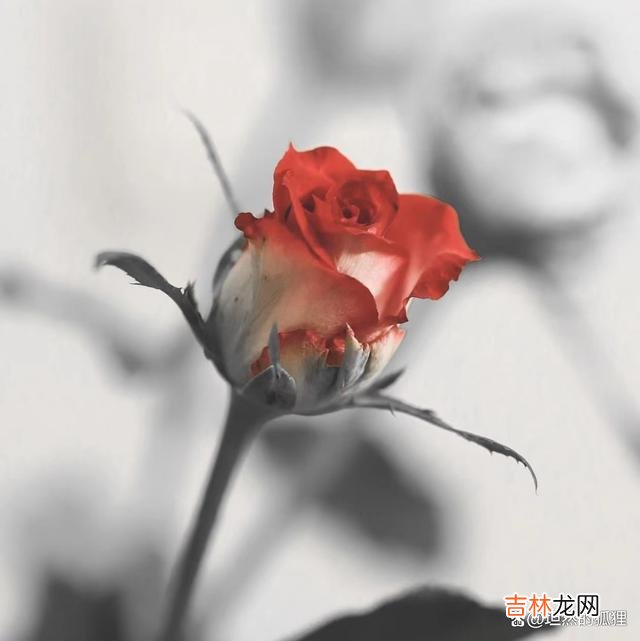 男人若喜欢上一个女人,就会对你有好感,而不是一句话