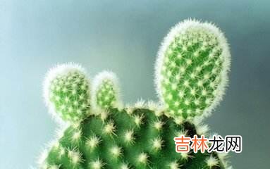 人对于某件事的看法 兄弟姐妹之间的交往,也是很现实的,亲情,也未必是靠得住的