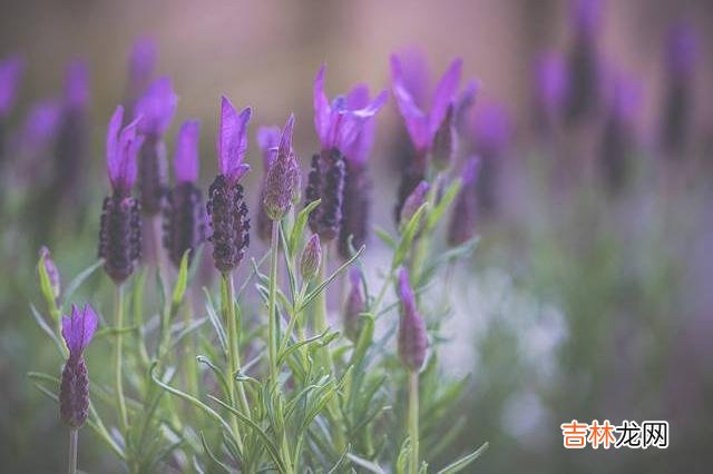 在一则相亲节目上 心理学家：女人喜欢你时，会发出几个特定的信号来暗示你