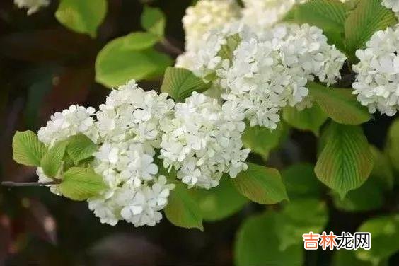 老了，老伴不在了，请你至少学会依靠以下三个人