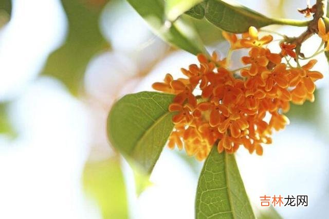 老了，老伴不在了，请你至少学会依靠以下三个人