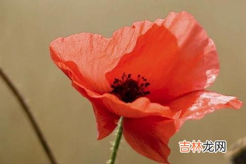 国学大家辜鸿铭曾说过 家事不同于其他的外人，不想变成仇人，这两件事不要做