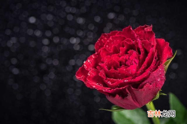 对于女人 女人年过五十，还需要找老伴吗，三位过来人的回答很扎心