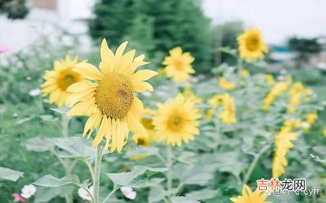 生活中 女人好不好撩，给她发“三句话”往往心中有数