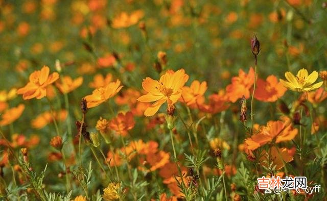 辛弃疾在《青玉案元夕》中写：“众里寻他千百度 女人有意让你追求，往往会做这些“幼稚”的事暗示你