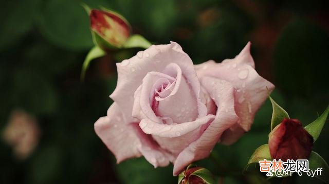 辛弃疾在《青玉案元夕》中写：“众里寻他千百度 女人有意让你追求，往往会做这些“幼稚”的事暗示你