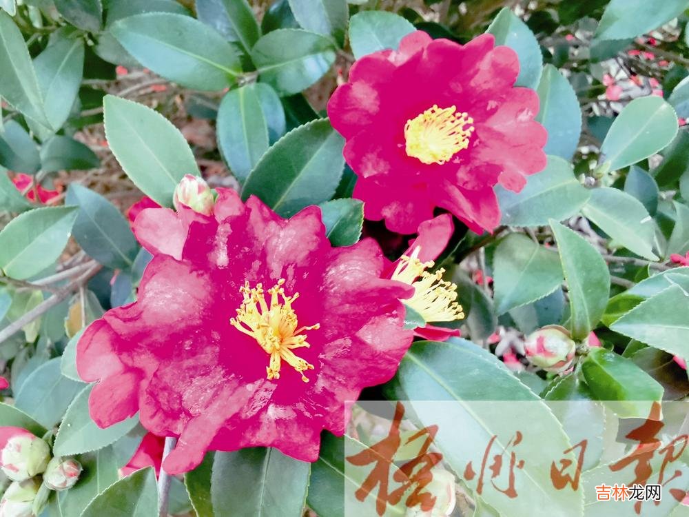 本文转自:梧州日报茶梅:气韵超逸 花姿清丽在寒冷萧瑟的冬季 气韵超逸   花姿清丽