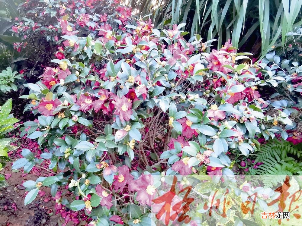 本文转自:梧州日报茶梅:气韵超逸 花姿清丽在寒冷萧瑟的冬季 气韵超逸   花姿清丽