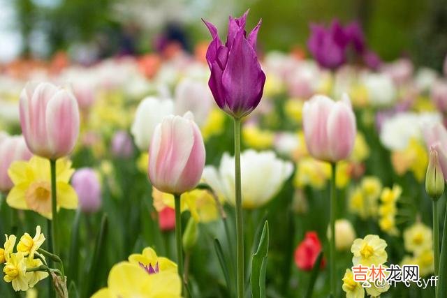 柏拉图说：“爱情 女人爱你到极致了，她就会在这三个时刻，“顺从”你
