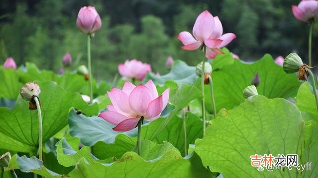 女人对待爱情 女人接受你这两个要求，一般是把你当老公了，别错过