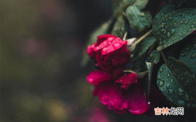 甜蜜的爱情，如若不曾遇到心仪的人，就不会饱受相思之苦
