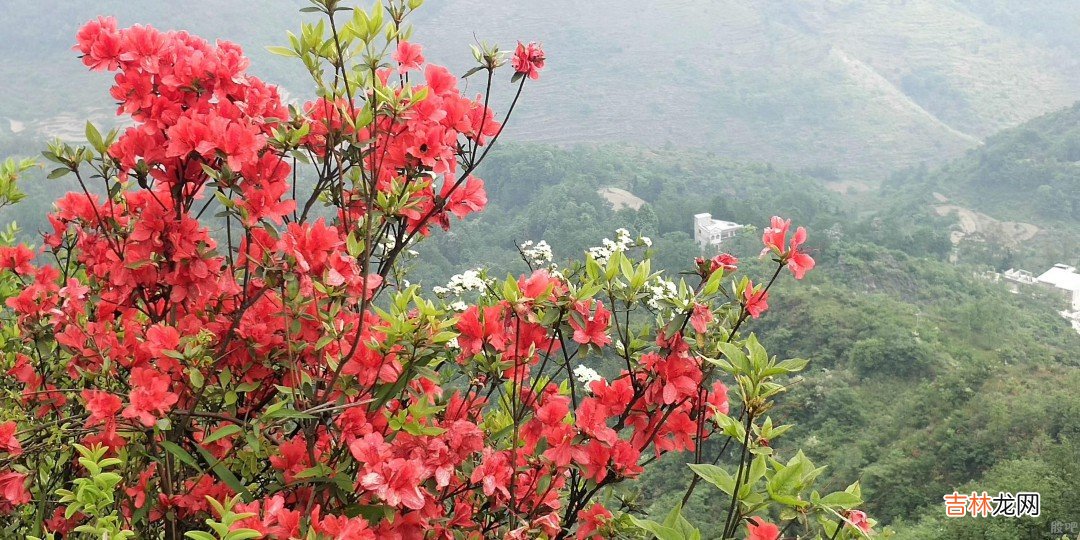 映山红是什么  关于什么是映山红介绍