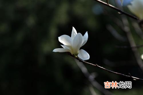 01.|如若无缘，不能相见，愿许你一生欢喜，无忧无虞