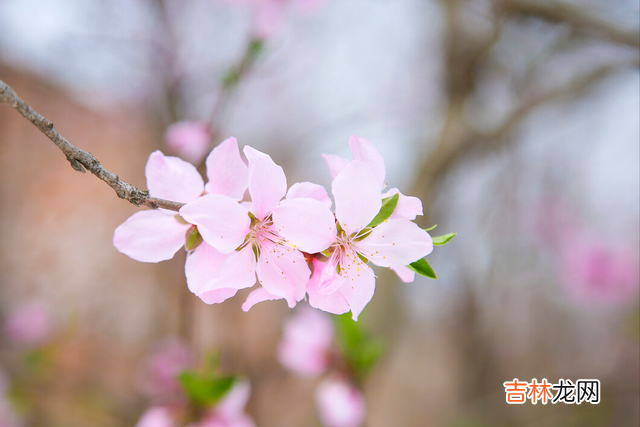 01.|今生，就是我最深的眷恋；你，就是我红尘中的浪漫