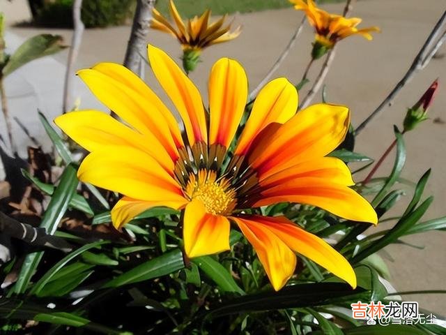 想要谈一段恋爱 两个人互相猜测彼此的心意,不过因为还没确定恋爱关系