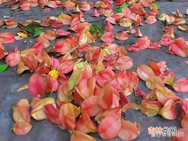 爱得专注 爱得专注，便情浓似火，动了真心的人