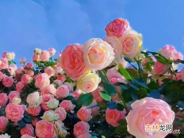 爱得专注 爱得专注，便情浓似火，动了真心的人