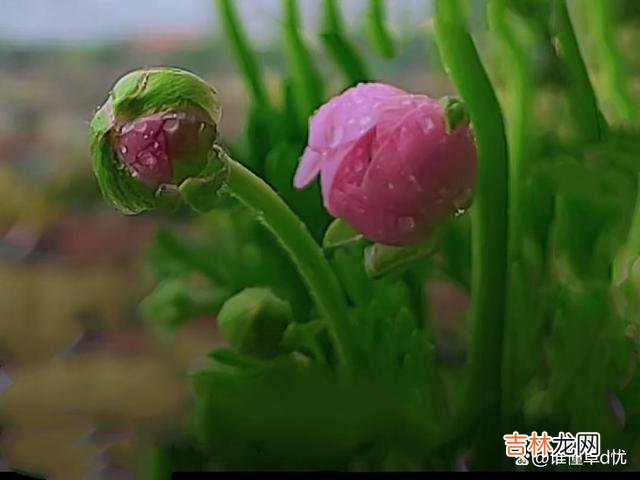 真爱的情在心上环绕时 你入了我的心，我爱你永远如初，今生只为你痴狂！