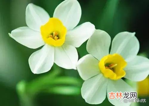 相思不语 相思扰旧梦，深情美如花，想你，余生只为你一人深情