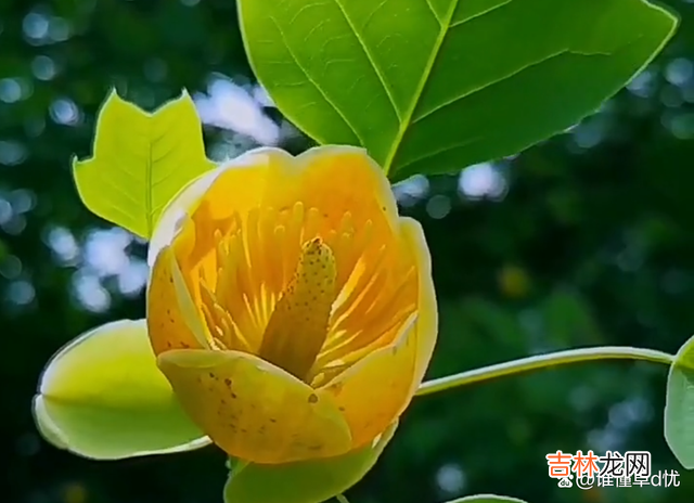 紫陌红尘里 想你，为你相思，再苦我也愿意！