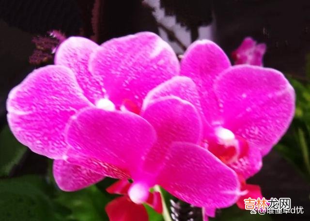 思念是一种自我的救赎 你是我永远的心上人，想你，余生只想和你在一起朝夕与共！