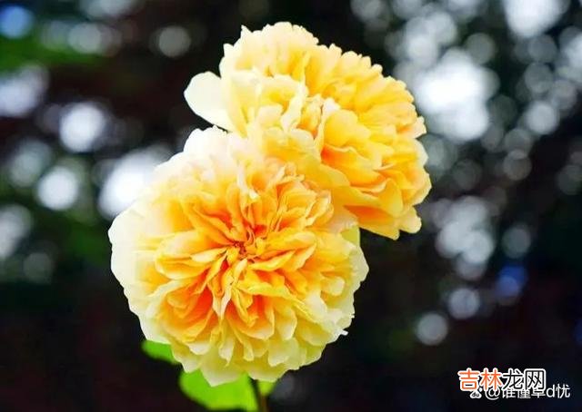 思念是一种自我的救赎 你是我永远的心上人，想你，余生只想和你在一起朝夕与共！