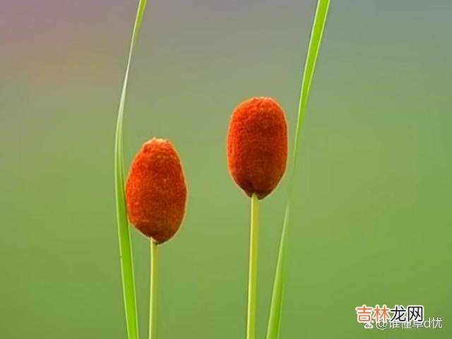 一寸相思情 一寸相思情，便能温蕴出万千的宠爱，那是只对心爱之人才有的温柔