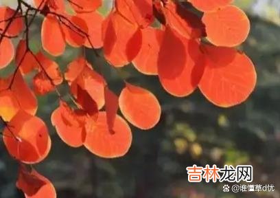 导语：思念上涌上心头眉间 想你，行也思君坐也思君，自思量无处说