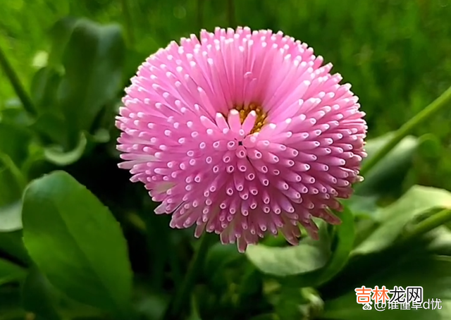 这世上 真爱的人永远深情，入心的人在无人能够取代！