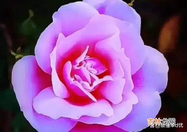 你给我一片深情,我许你永相伴,住在我心里的你