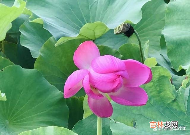 住进心里的人，是永远的最爱，心有所属，温柔如潮