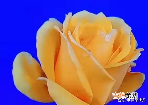 真爱不会因时光流逝而散 想你，画地为牢与你厮守终生，心门为你敞开
