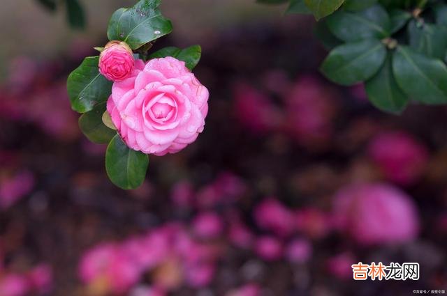 只因人海中那一场相逢 思也是你，念也是你，无缘夫妻，就在心里陪伴你