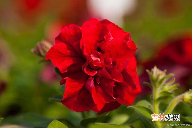 飞花 埋一份深情在心，与君莫失莫忘一辈子相思是一种病