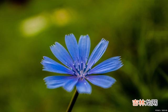 飞花 埋一份深情在心，与君莫失莫忘一辈子相思是一种病