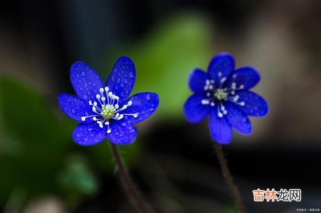 飞花 埋一份深情在心，与君莫失莫忘一辈子相思是一种病