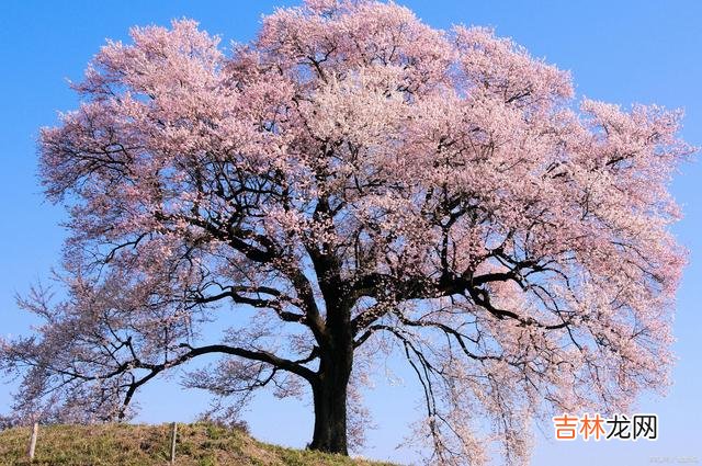 好想你，一别经年，想你永远，恋你无期