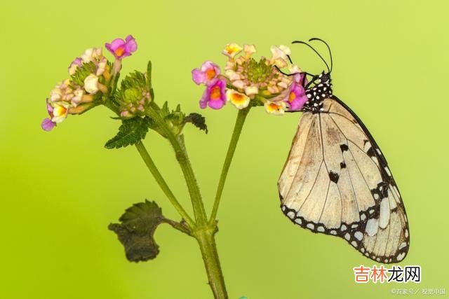 柔肠百转 有一种爱不扰不缠，深埋心海，化作了心底默默无声的想念