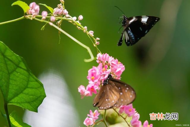 柔肠百转 有一种爱不扰不缠，深埋心海，化作了心底默默无声的想念