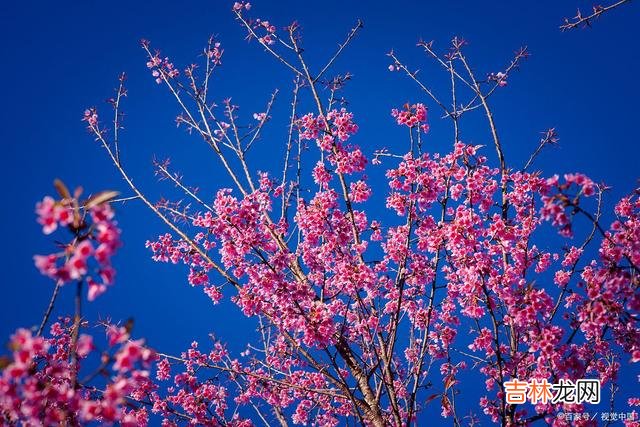 有人说 爱你入骨，想你入骨，想你入梦，花开的季节