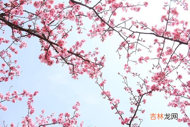 傻傻的爱你一生,是我永远不变的执念,一见倾心一生