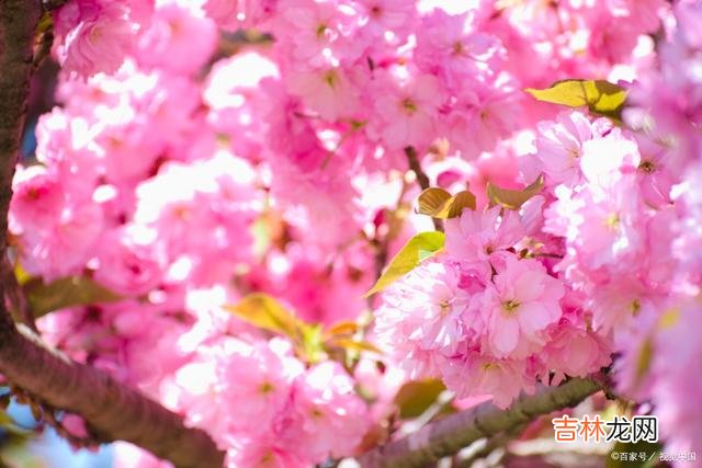 傻傻的爱你一生,是我永远不变的执念,一见倾心一生