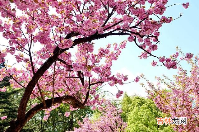 傻傻的爱你一生,是我永远不变的执念,一见倾心一生