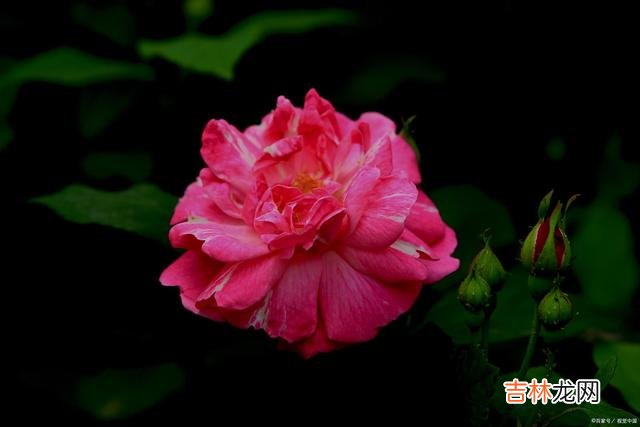 倚窗 感谢你来过我的世界，爱过的心无悔无怨你走过我的世界