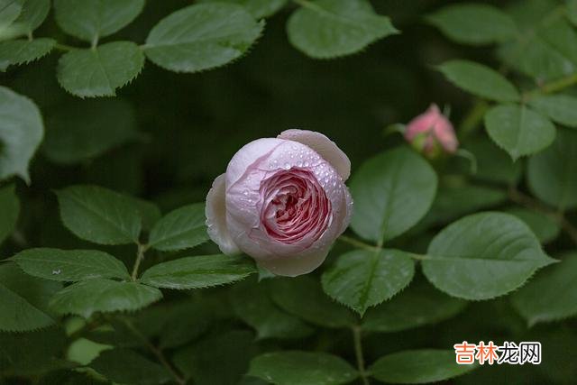倚窗 感谢你来过我的世界，爱过的心无悔无怨你走过我的世界