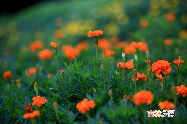 秋风 爱就一个字，一爱一辈子，缘分断了线，还有相思在心间