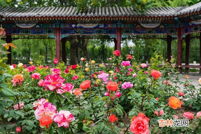 我问风 相思烙印心底，痴念成患成疾，在不在一起，爱过足矣