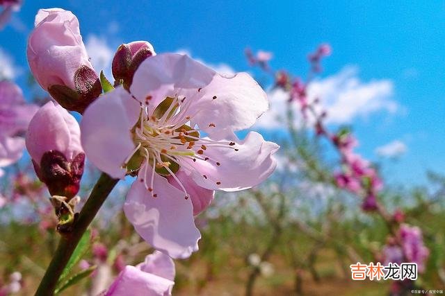 年少时的梦 好想你，纵然我放下所有，都舍不得放下你